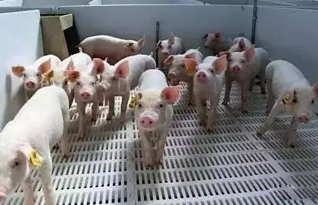 黄芪多糖